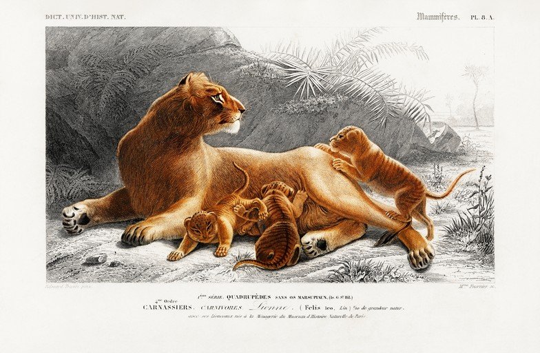 Lioness and cubs in a naturalistic illustration