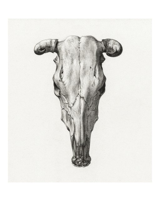 Detailed Pencil Drawing of a Cow Skull