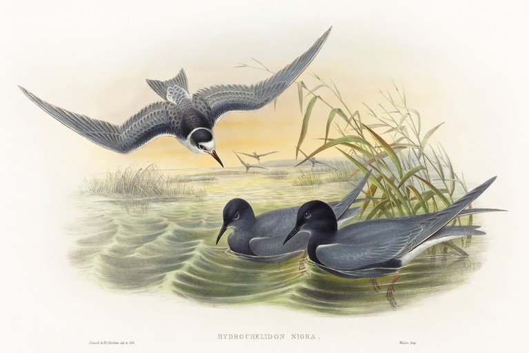 Black Terns in Flight and on Water