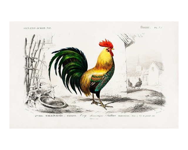 Rooster Illustration from 19th Century Natural History Dictionary