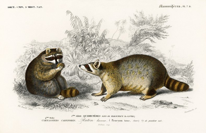 Vintage Illustration of Two Raccoons in a Natural Setting