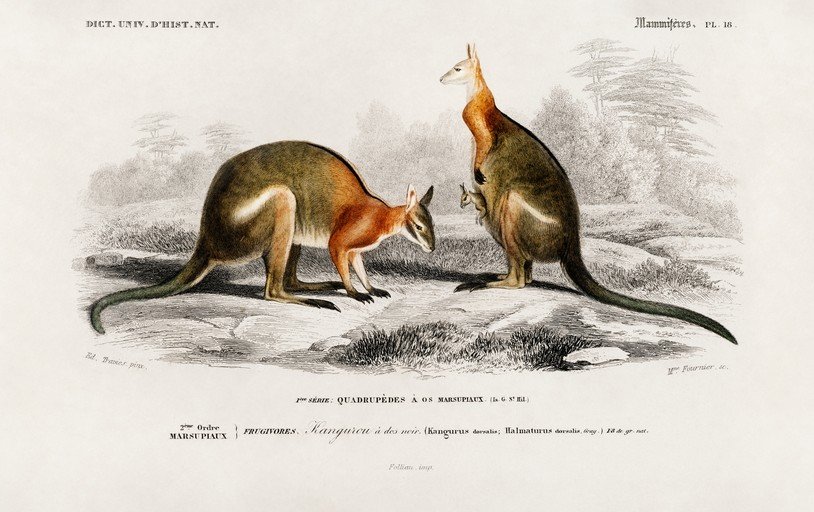 Vintage Illustration of Kangaroos and Joey
