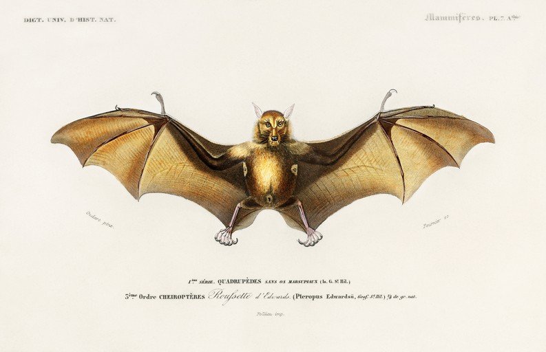 Vintage Illustration of Edwards' Fruit Bat