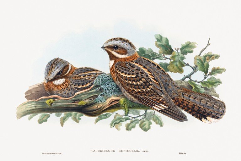 Two Rufous-collared Nightjars on a Branch