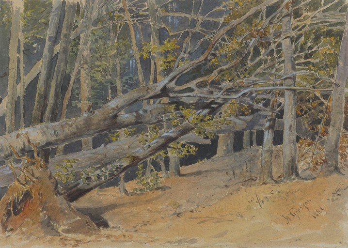 Fallen Trees in a Forest Clearing