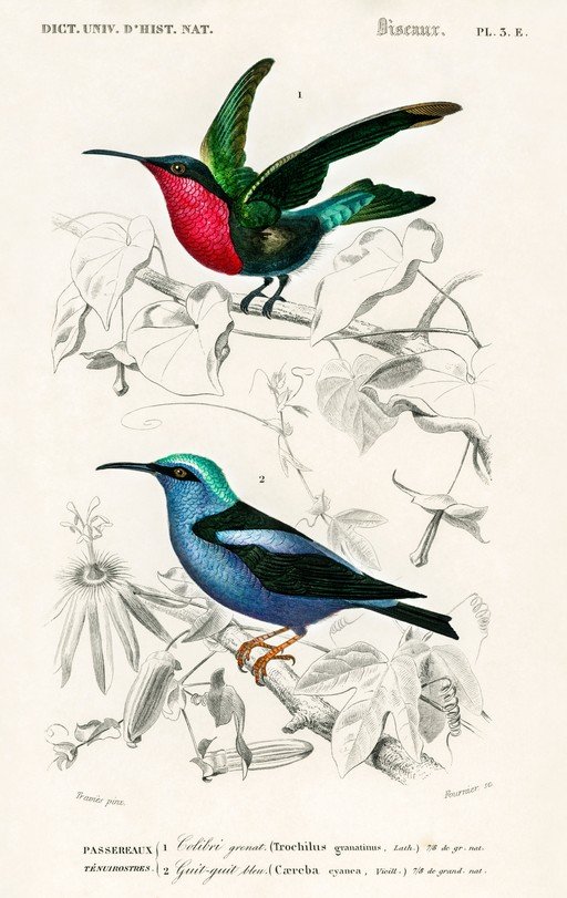 Vintage Illustration of Two Exotic Birds and Flora