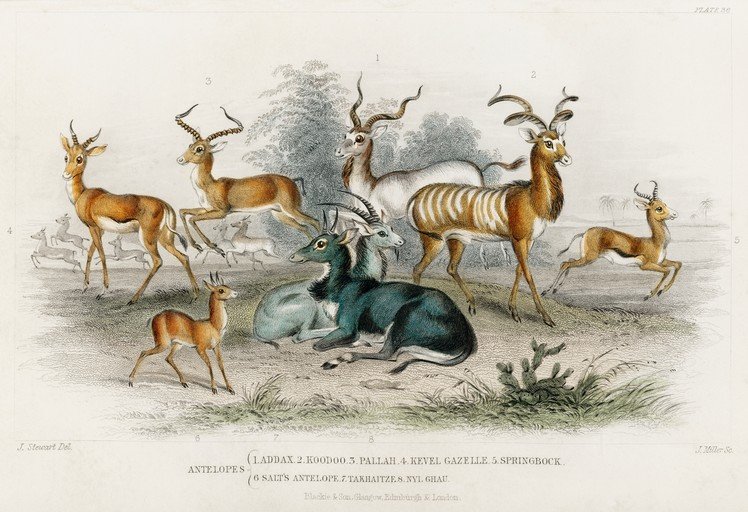 Collection of Antelope Species Illustration