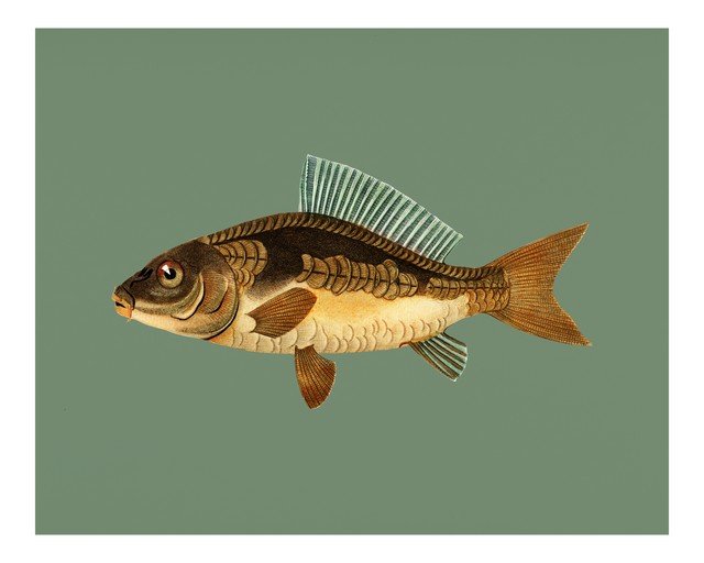 Vintage Carp Illustration on Sage Green Background
