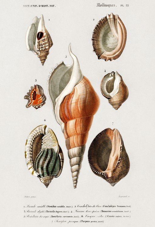 Vintage Illustration of Assorted Seashells