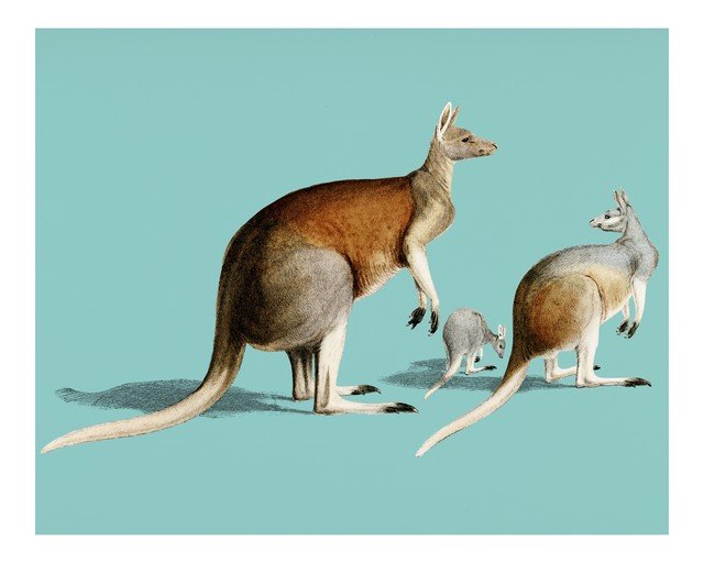 Vintage Illustration of Kangaroos on Teal Background