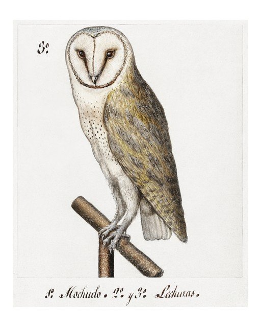 Barn Owl Illustration
