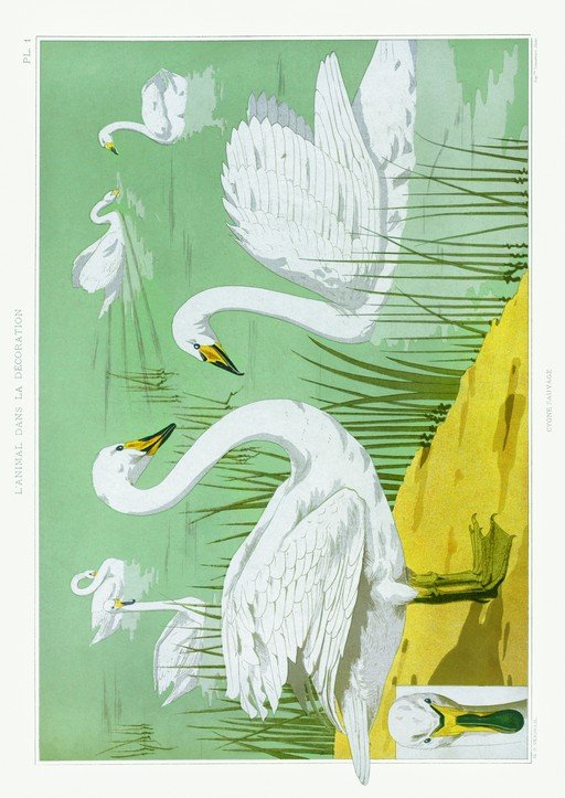 Vintage Swan Illustration with Detailed Anatomy
