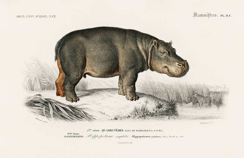 Vintage Illustration of a Hippopotamus and Calves in Water