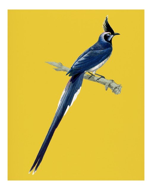Blue Jay Perched on Branch Against Yellow Background
