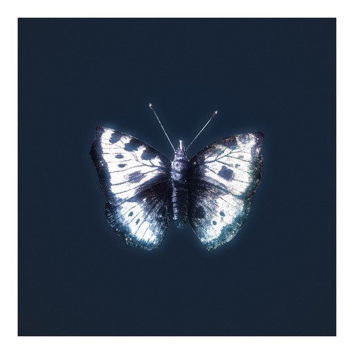 Close-up of a White and Black Butterfly