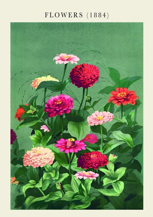 Vintage Botanical Illustration of Zinnias