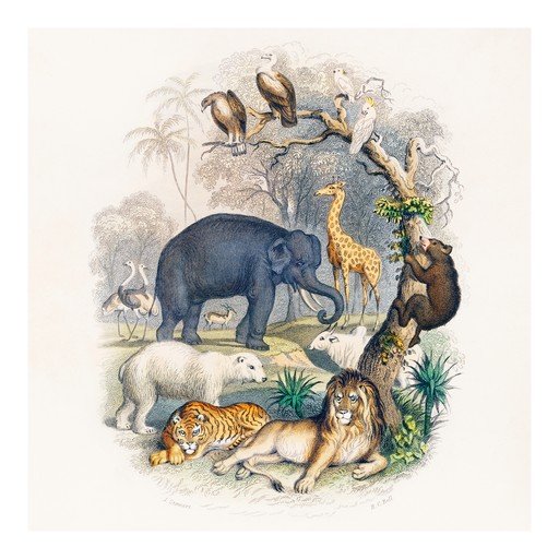 Vintage Wildlife Illustration of Diverse Animals
