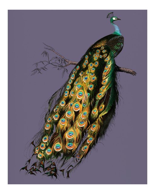Elegant Peacock Perched on a Branch