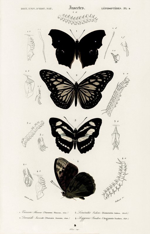 Vintage Butterfly and Insect Illustrations