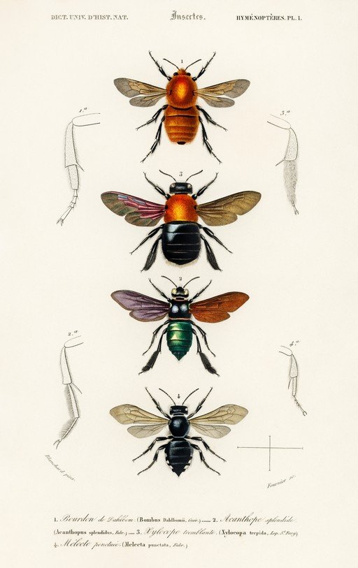 Vintage Illustration of Four Bees and Anatomical Details