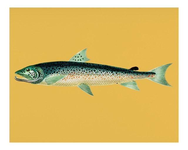 Vintage Illustration of a Salmon Fish