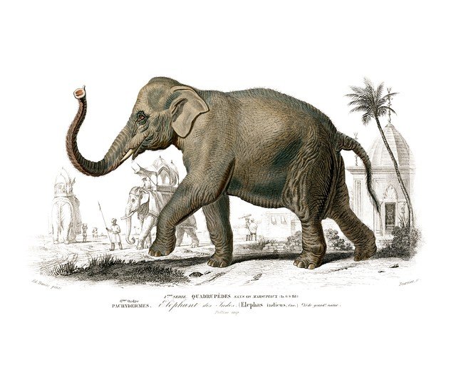 Indian Elephant Illustration with Architectural Background