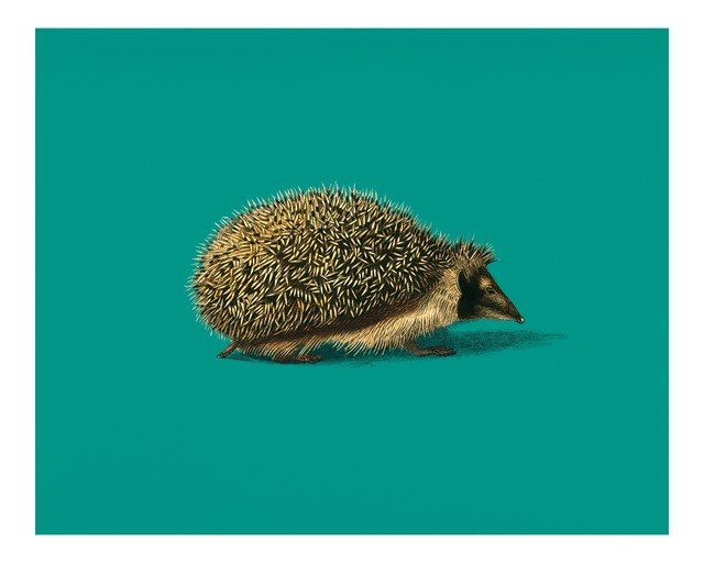 Hedgehog Illustration on Teal Background