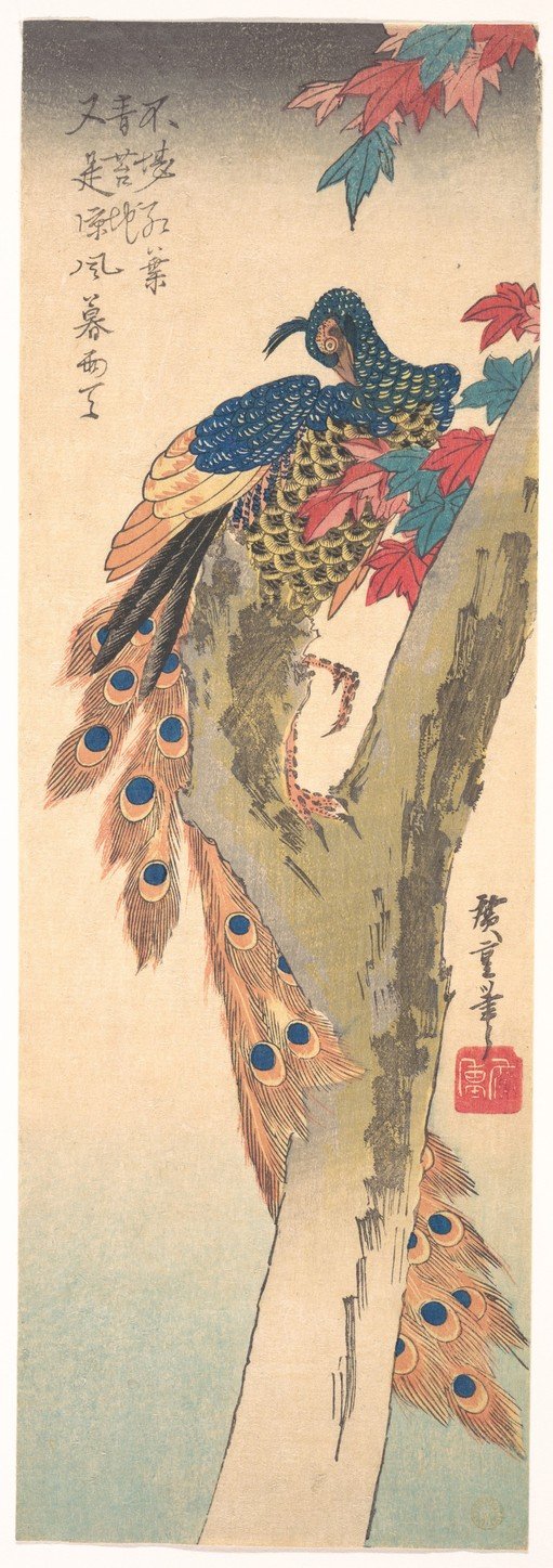Peacock perched on a tree branch with autumn leaves