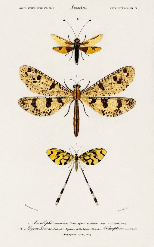 Vintage Insect Illustrations: Neuroptera Plate 3