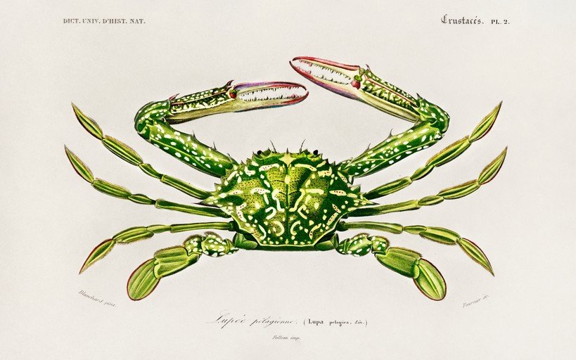 Vintage Illustration of a Green Crab