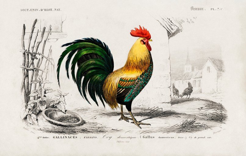 Illustration of a Domestic Rooster (Gallus domesticus)
