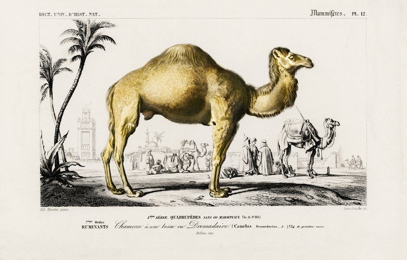 Dromedary Camel Illustration from 19th Century Natural History