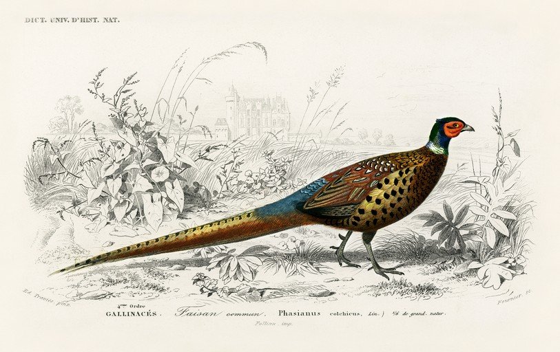 Pheasant Illustration with Castle Background