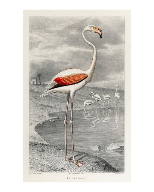 Flamingo Illustration with Egyptian Landscape