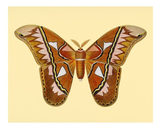 Atlas Moth Illustration