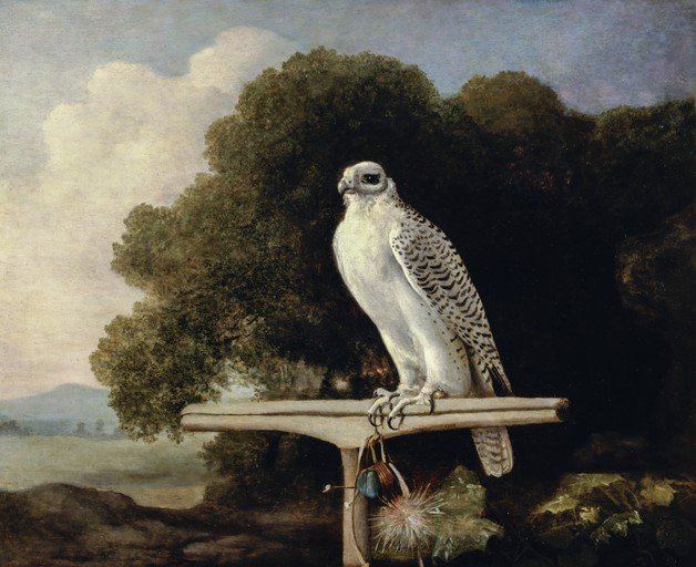 Gyrfalcon Perched on a Stand