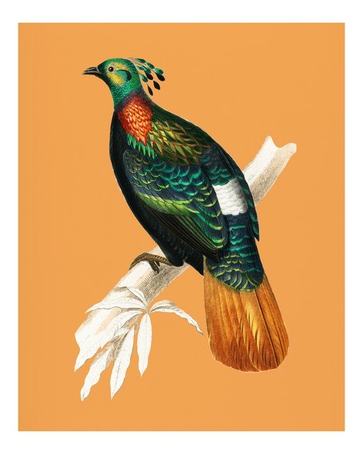 Vibrant Bird of Paradise Illustration on Orange Background