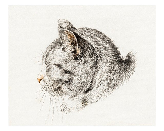 Detailed Sketch of a Tabby Cat's Head in Profile