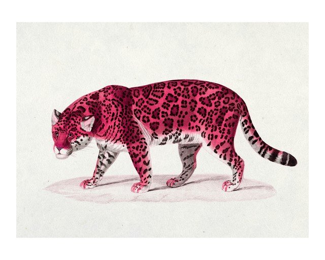 Vibrant Pink Jaguar Illustration
