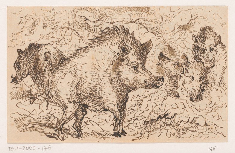 Sketch of Wild Boars in Foliage