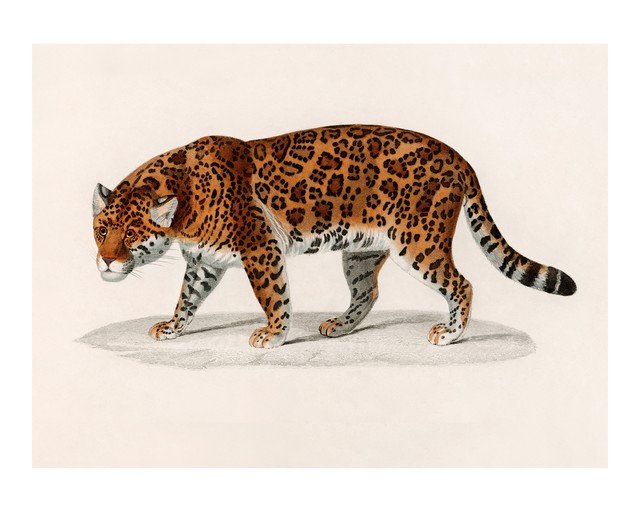 Vintage Illustration of a Jaguar