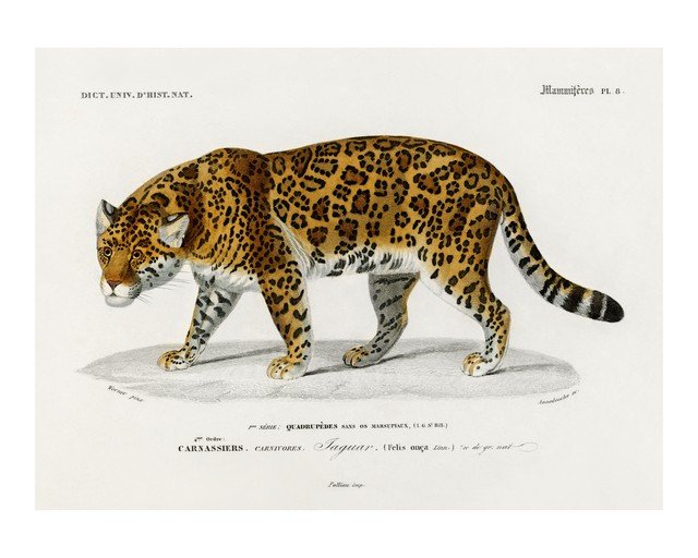 Vintage Jaguar Illustration from Natural History Dictionary