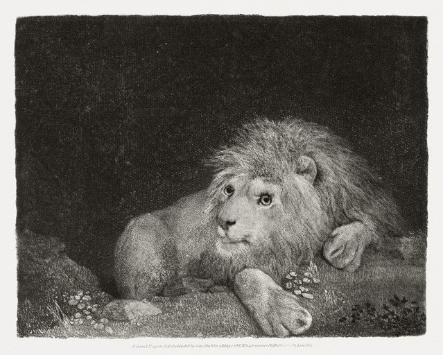 Majestic Lion Rests Amidst Wildflowers