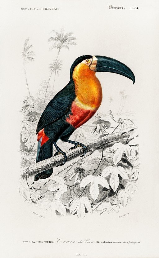 Toucan Illustration from Dictionary of Natural History