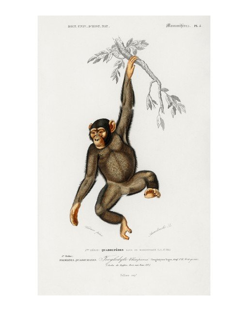 Vintage Chimpanzee Illustration Hanging from a Branch