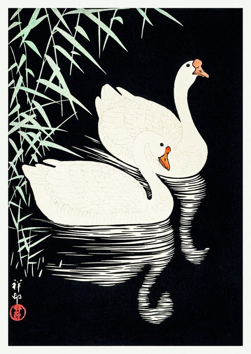 Two White Swans on Water with Reeds