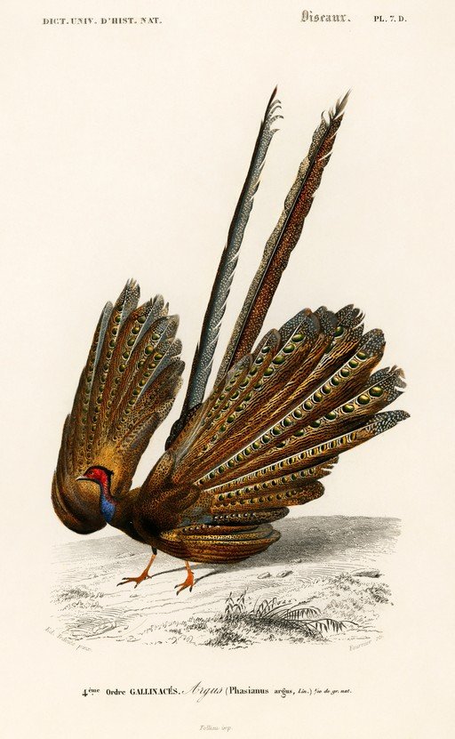 Argus Pheasant Illustration