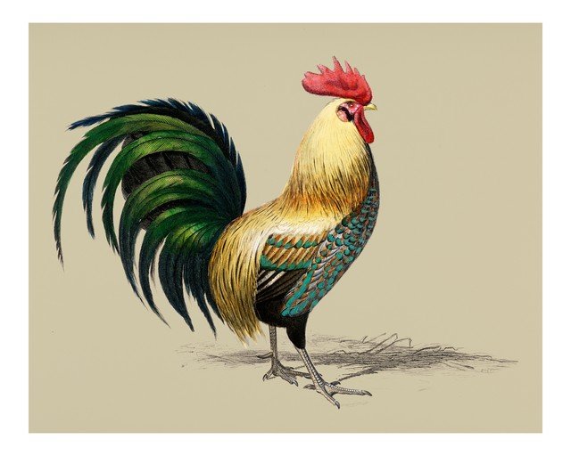 Detailed Illustration of a Golden Rooster