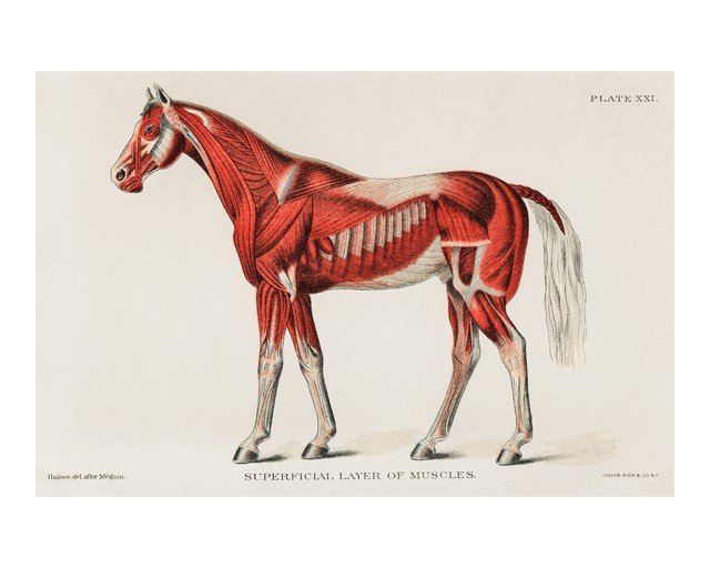 Horse Anatomy: Superficial Layer of Muscles