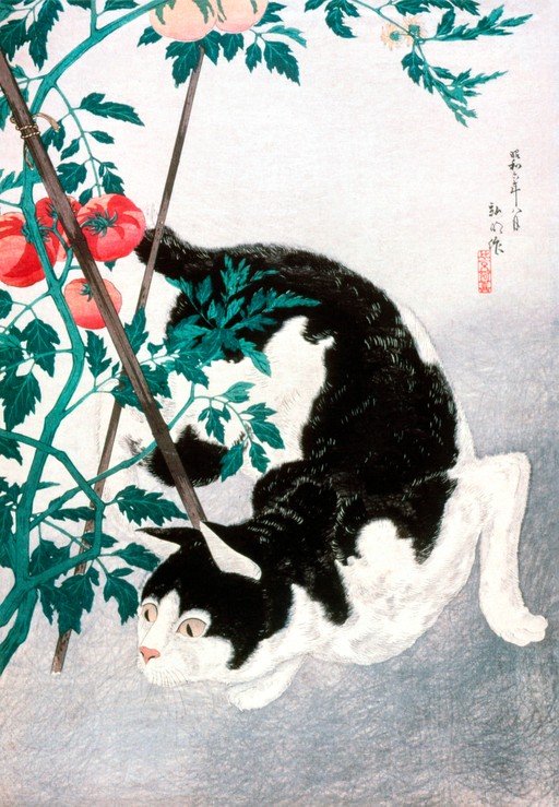 Tuxedo Cat Amongst Tomato Plants
